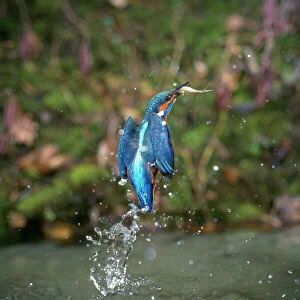 Kingfisher - leaving water with fish