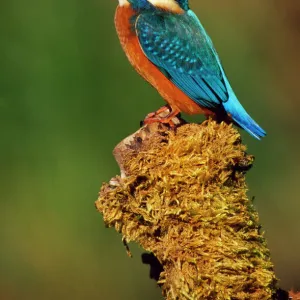 Kingfisher - perched on moss covered tree stump