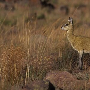 Klipspringer's - female Marakele National Park, South Africa