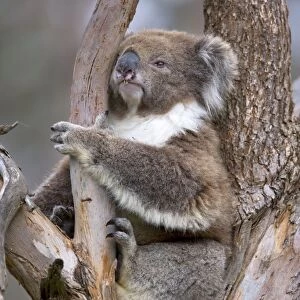 Koala - adult sitting comfortably wedged in a tree fork of an eucalypt tree looking sleepily around - Otway National Park, Victoria, Australia
