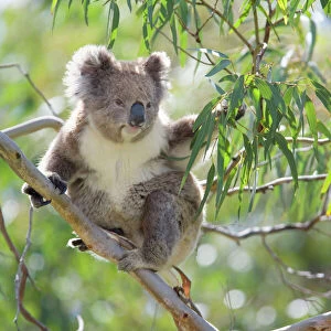 Koala - adult sitting high up in the trees feeding on this tough, toxic and low-nutritioned leaves. With one arm it's grabbing for a twig with fresh leaves and with the other it holds on to a branch to not to fall off - Otway National Park