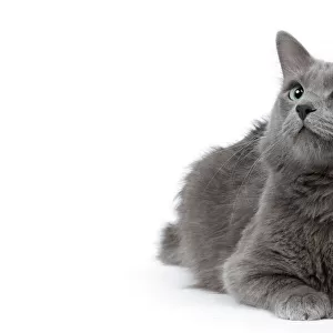 Cats (Domestic) Gallery: Nebelung