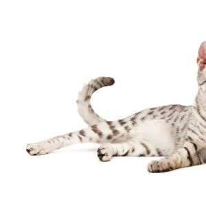Cats (Domestic) Gallery: Egyptian Mau