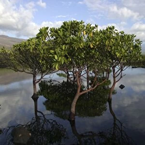 La Grande Comore. Mangrove