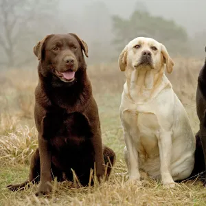 Gundog Collection: Retriever Labrador