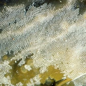 Lacy-Crust Bryozoan / Sea Mat (Bryozoa) - on kelp. Alaska to Mexico & UK Marine