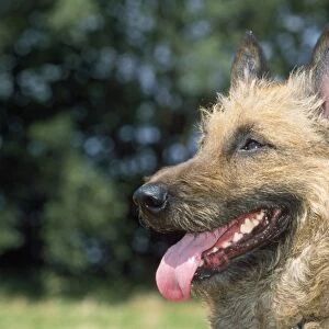 Pastoral Collection: Belgian Shepherd Dog Laekenois