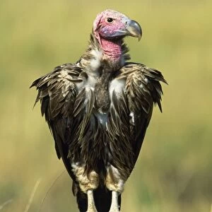 Lappet-faced / Nubian Vulture - on rock - Africa