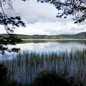 Lakes Metal Print Collection: Loch Garten