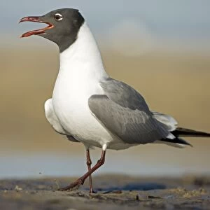 Laughing Gull - Adult in Breeding Plumage Calling - Gulf of Mexico coast - Mississippi - USA