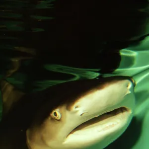 L Jigsaw Puzzle Collection: Lemon Shark