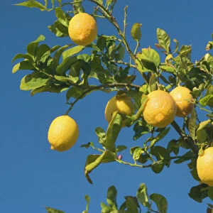 Lemon Tree - with ripe lemon fruits hanging from branch - Borrego Springs, California, USA