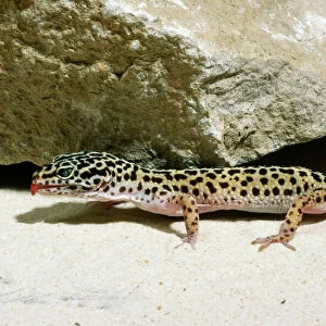 Lizards Collection: Geckos