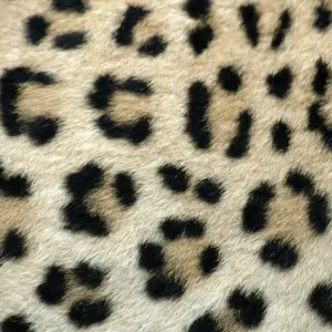 Leopard Print - Close-up of Coat, Namibia Leopard Print - Close-up of Coat, Namibia