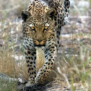 Leopard Namibia