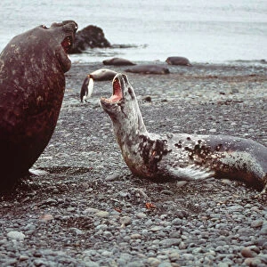 Mammals Premium Framed Print Collection: Leopard Seal