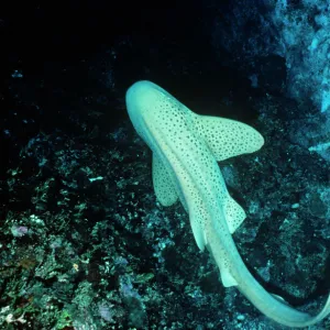 Leopard / Zebra Shark