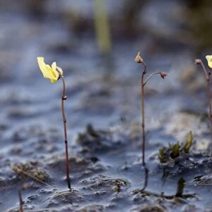 Lesser bladderwort (Utricularia minor). Dorset bog