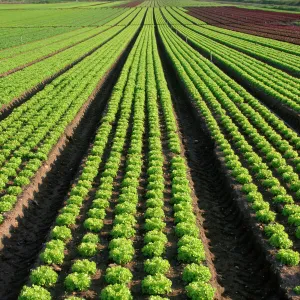 Lettuce - crop in field Near Paris - France