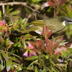 Lewin's Honeyeater - adult sits on a Bottle Brush bush about to suck nectar from the blossoms - Lamington National Park, Central Eastern Australian Rainforest World Heritage Area, Queensland, Australia