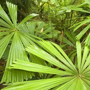 Licuala Fan Palm - beautiful shaped leaves of a Licuala Fan Palm. This is a very important tree for the Southern Cassowary, because they love their fruits - Tam O'Shanter National Forest, Wet Tropics World Heritage Area, Queensland, Australia