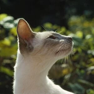 Lilac Siamese Cat