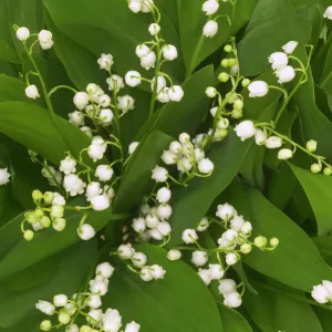 Lily of the Valley