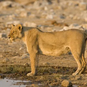 Lion Full body portrait of a lioness in early morning light Etosha National Park, Namibia, Africa