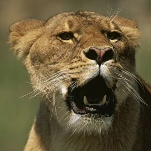 Lion FG 11199 (C) Panthera Leo © Francois Gohier / ARDEA LONDON