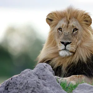 Lion - Hwange National Park, Zimbabwe, Africa