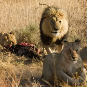 Lions Chasing warthogs by lagoon, Moremi Our beautiful Wall Art and