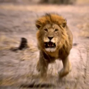 Lion - Male, charging