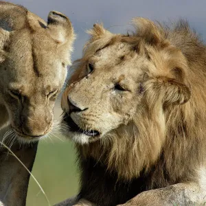 Lion - male & female. Kenya - Africa