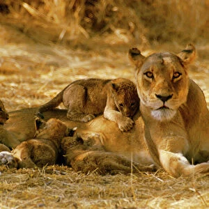 Lioness - with cubs, suckling. Okavango Botswana, Africa