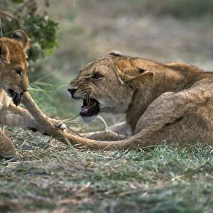 Lioness Mother & Cub. Maasai Mara, Kenya, Africa