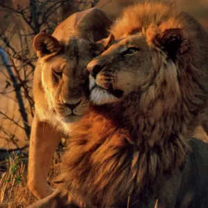 Big Cats Jigsaw Puzzle Collection: Lion