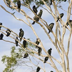 Little Black Cormorants - Flock of birds roosting in a gum tree. Queensland, Australia