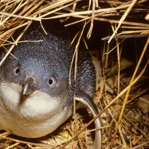 Little Penguin - Also called Fairy Little Blue or Southern Blue Penguin. Smallest penguin. New Zealand