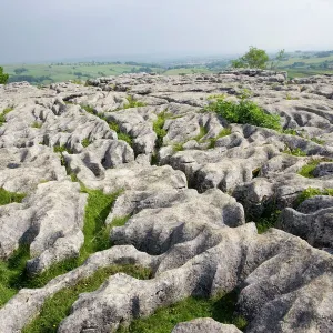 Llimestone pavement above Malham Cove has been deeply eroded by acid rain leaving clints (lumps of limestone) and grykes (the gaps in between). Grykes provide habitat for many rare or unusual plants such as hart's tongue ferns