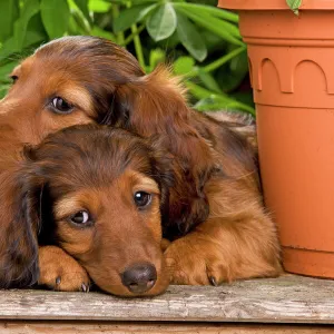 Long-Haired Dachshund / Teckel Dog - two puppies. Also known as Doxie / Doxies in the US