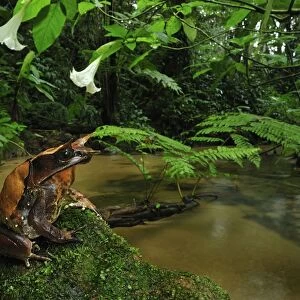 Long-nosed Horned Frog / Malayan Horned Frog - beside a creek - Cameron Highlands - West Malaysia