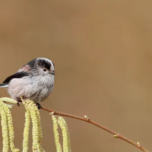 Long tailed Tit - on catkins 8421