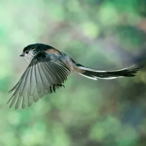 Long Tailed Tit - in flight