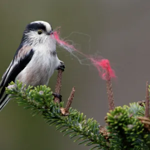 Long-Tailed Tit - With wool in bill as nest building material. Spring-time. Western race. Lower Saxony, Germany