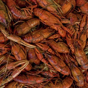 Louisiana Crayfish / Crawfish - Louisiana - Widely harvested for food - Native to North America but introduced elsewhere