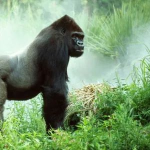 Lowland Gorilla