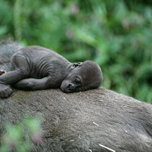 Lowland Gorilla - baby on mothers back