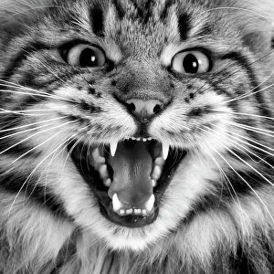 Maine coon cat - close-up of face, mouth open. Black & white