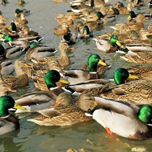 Ducks Collection: Mallard Duck