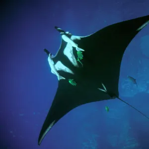 Manta Ray - with sucker fish (remora) attached Pacific Ocean, Mexico. SPE00311